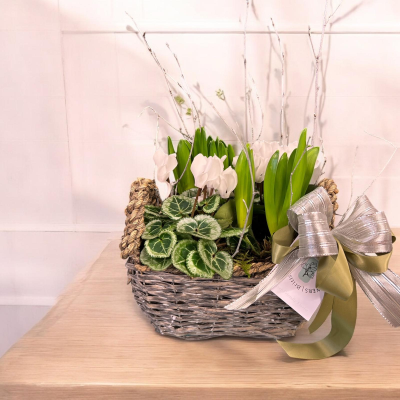 White Winter Basket - Beautiful, handmade festive basket. Made using white seasonal flowers, green foliage and shooting bulbs for a delicate yet contemporary chic winter look.