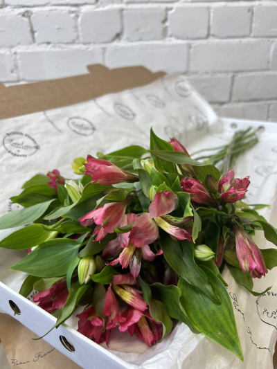 Simply Stems Alstromeria Product Image