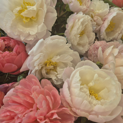 Simply Stems Peony Product Image