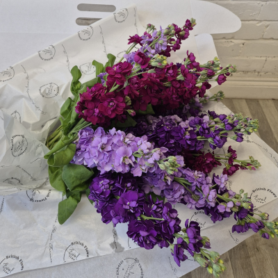 Simply Stems British Grown Scented Stocks Product Image
