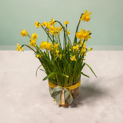 Mother’s Day Living Vase – Tete-a-Tete Narcissi Product Image