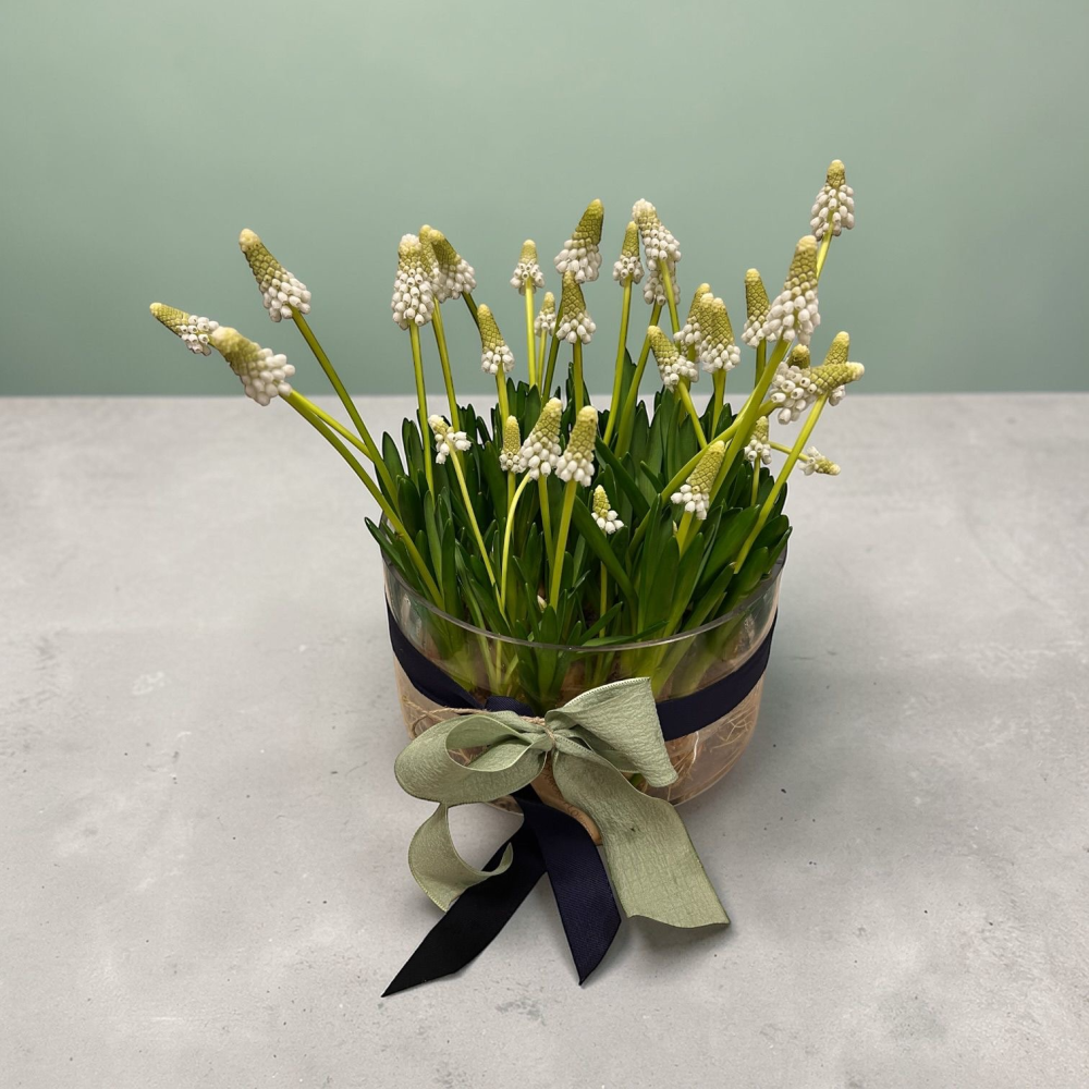 Mother’s Day Living Vase – Muscari
