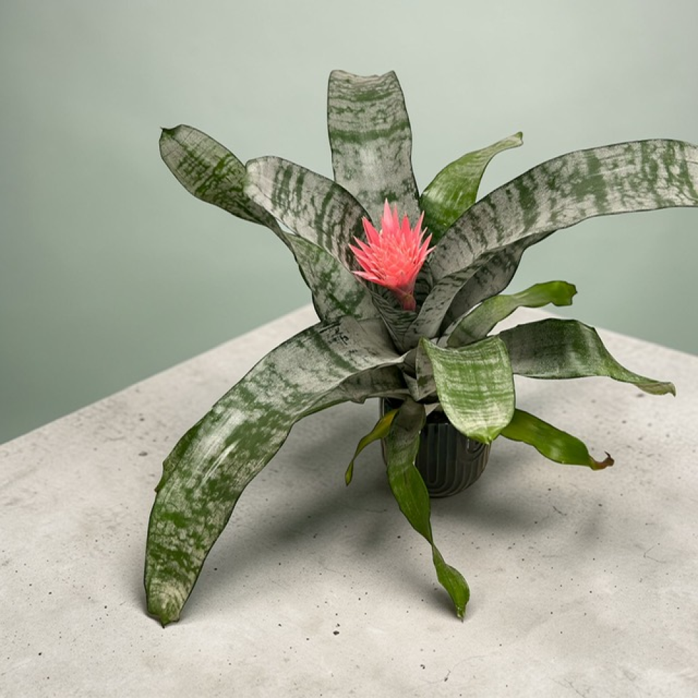 Mother’s Day Aechmea Fasciata Plant